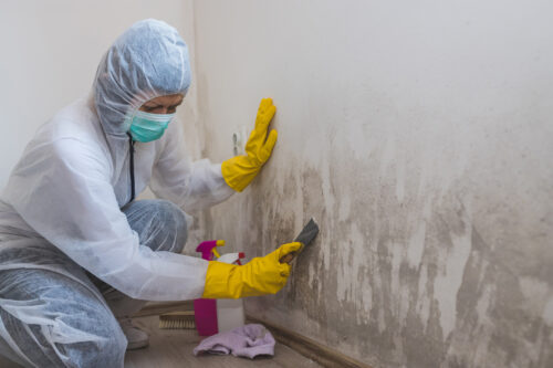 mold removal charles town va